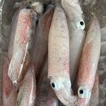 有頭一口魷魚8-9cm 1kg (急凍-18°C)